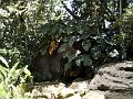 28 - Jardin des eaux 010